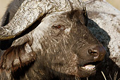 AFW 08 MC0005 01
Head Shot Of African Buffalo Standing On Savanna Kenya