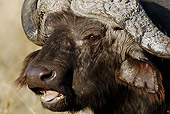 AFW 08 MC0006 01
Head Shot Of African Buffalo Standing On Savanna Kenya