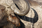 AFW 08 MC0007 01
Close-Up Of African Buffalo In Lake Nakuru National Park, Kenya
