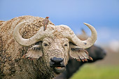 AFW 08 MH0004 01
Head Shot Of Muddy African Buffalo (aka Cape Buffalo) With Bird On Head Kenya