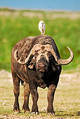 AFW 08 MH0005 01
Muddy African Buffalo (aka Cape Buffalo) With Bird On Back Kenya