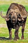 AFW 08 MH0006 01
Muddy African Buffalo (aka Cape Buffalo) Standing On Savanna Kenya
