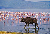 AFW 08 MH0008 01
African Buffalo (aka Cape Buffalo) Walking In Lake Kenya