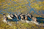 AFW 08 MH0009 01
Herd Of African Buffalo (aka Cape Buffalo) Running On Wetland