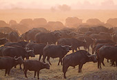 AFW 08 MH0012 01
Herd Of African Buffalo Standing On Savanna At Dusk