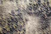 AFW 08 MH0014 01
Overhead Shot Of Herd Of African Buffalo Running Through Savanna