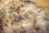 AFW 08 MH0015 01
Overhead Shot Of Herd Of African Buffalo Running Through Savanna
