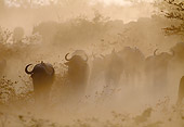 AFW 08 MH0016 01
Herd Of African Buffalo Running Through Savanna