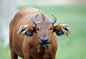AFW 08 MH0018 01
Close-Up Of Buffalo Standing In Savanna Eating Grass