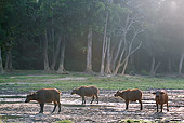 AFW 08 MH0020 01
Group Of Buffalo Standing In Savanna