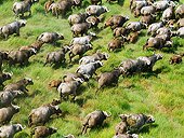 AFW 08 MH0022 01
Aerial View Of Cape Buffalo Running Through Grassland Kenya