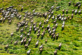 AFW 08 MH0023 01
Aerial View Of Cape Buffalo Running Through Grassland Kenya