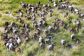 AFW 08 MH0025 01
Aerial View Of Cape Buffalo Running Through Grassland Kenya