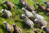 AFW 08 MH0026 01
Aerial View Of Cape Buffalo Running Through Grassland Kenya