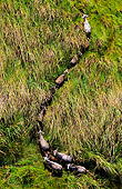 AFW 08 MH0027 01
Aerial View Of Cape Buffalo Running Through Grassland Kenya