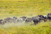 AFW 08 MH0028 01
Cape Buffalo Running Through Grassland Kenya
