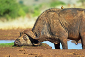 AFW 08 MH0029 01
Cape Buffalo Resting Near Water Kenya