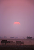AFW 08 SM0014 01
African Buffalo Herd At Sunset