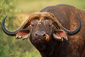 AFW 08 SM0015 01
Head Shot Of African Buffalo Bull With Red-billed Oxpecker