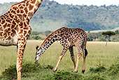 AFW 09 DB0010 01
Close-Up Of Masai Giraffe Adult Standing In Savanna With Young