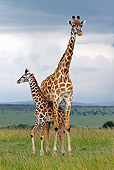 AFW 09 DB0012 01
Masai Giraffe Young Standing Under Adult In Savanna