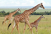 AFW 09 DB0015 01
Close-Up Of Masai Giraffe Adult And Young Walking In Savanna