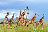 AFW 09 DB0017 01
Herd Of Masai Giraffes Standing In Savanna