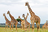 AFW 09 DB0020 01
Herd Of Masai Giraffes Standing In Savanna