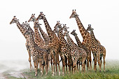 AFW 09 DB0021 01
Herd Of Masai Giraffes Standing In Savanna