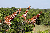 AFW 09 DB0023 01
Reticulated Giraffes Standing In Savanna