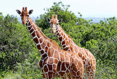 AFW 09 DB0024 01
Close-Up Of Reticulated Giraffes Standing In Savanna
