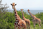 AFW 09 DB0025 01
Close-Up Of Reticulated Giraffes Standing In Savanna