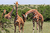 AFW 09 DB0026 01
Close-Up Of Reticulated Giraffes Standing In Savanna