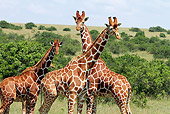 AFW 09 DB0027 01
Close-Up Of Reticulated Giraffes Standing In Savanna