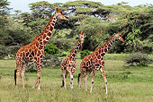 AFW 09 DB0028 01
Close-Up Of Reticulated Giraffes Walking In Savanna