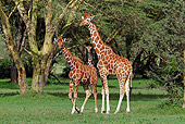 AFW 09 DB0029 01
Reticulated Giraffes Standing In Savanna