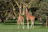 AFW 09 DB0030 01
Reticulated Giraffes Standing In Savanna