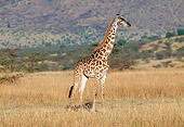 AFW 09 GL0001 01
Masai Giraffe Standing In Grassland Kenya