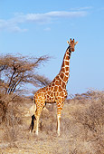AFW 09 GL0002 01
Reticulated Giraffe Standing On Savanna Kenya