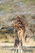 AFW 09 GL0003 01
Reticulated Giraffe Mother Nuzzling Young On Savanna Kenya