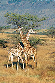 AFW 09 GL0004 01
Two Masai Giraffes Standing With Necks Crossed In Savanna Kenya