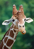 AFW 09 GR0003 01
Head Shot Of Reticulated Giraffe