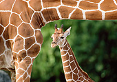 AFW 09 GR0004 01
Baby Giraffe Standing Under Mother