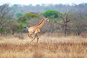 AFW 09 HP0002 01
Baby Giraffe Running Through Savanna Kruger National Park, South Africa