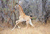 AFW 09 HP0004 01
Baby Giraffe Running Through Savanna Kruger National Park, South Africa