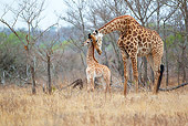 AFW 09 HP0005 01
Giraffe Mother Nuzzling Baby In Savanna Kruger National Park, South Africa