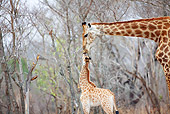 AFW 09 HP0006 01
Giraffe Mother Kissing Baby In Savanna Kruger National Park, South Africa