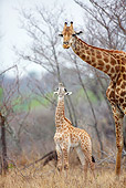 AFW 09 HP0007 01
Giraffe Baby Looking Up At Mother In Savanna Kruger National Park, South Africa