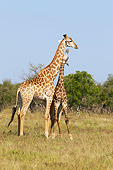 AFW 09 HP0008 01
Young Giraffe Looking Up At Mother In Savanna Kruger National Park, South Africa