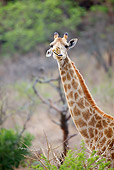 AFW 09 HP0012 01
Head Shot Of Giraffe Making Humorous Facial Expression Kruger National Park, South Africa